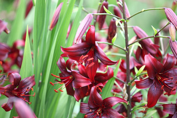 Tiger lily 'Night Flyer' in flower.