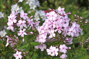 Pale pink Phlox paniculate in flower.