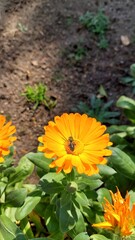 yellow flower in the garden