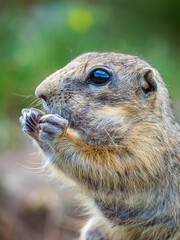 Portrait of gopher close-up. Side view.