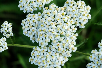 white yarrow flowers grow in a flower garden. cultivation and collection of medical plants concept © Iryna_B
