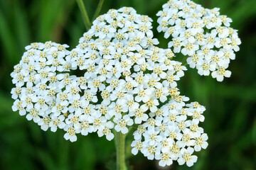 white yarrow flowers grow in a flower garden. cultivation and collection of medical plants concept