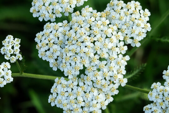 white yarrow flowers grow in a flower garden. cultivation and collection of medical plants concept