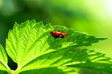 natural green background. red beetle sits on a green leaf