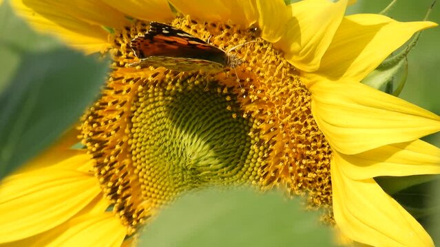 a butterfly with black and orange wings and paws covered with a layer of pollen collects nectar in a flower of a bright yellow sunflower on a sunny summer day