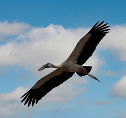 Fototapeta premium Black and white heron flying