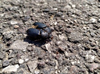 Blaps Mucronata morta schiacciata