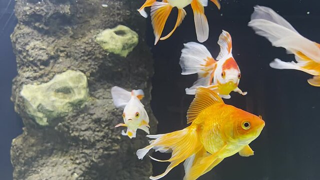 Gold fishes swims in aquarium with coral reefs. Gold  sea fishes swimming in tank, marine life in oceanarium aquatic habitat.