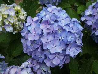 薄紫色のアジサイの花を接写