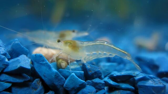 Shrimp in aquarium on blue stones. live transparent shrimp in blue colors