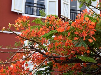 Closeup of Flamboyant Royal Poinciana tree branches in front of a red colored house with white...