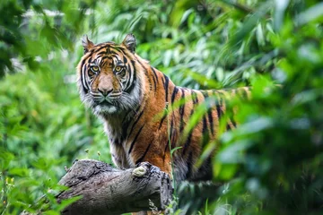 Zelfklevend Fotobehang Close-up of a Sumatran  tiger in a jungle © wusuowei