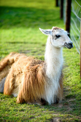 A female llama with a cub on a background of green grass, summer and a sunny day in Ireland