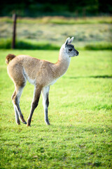 Naklejka na ściany i meble A female llama with a cub on a background of green grass, summer and a sunny day in Ireland