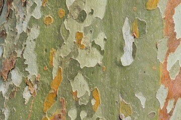 Spotted bark, similar to camouflage, of an old plane tree
