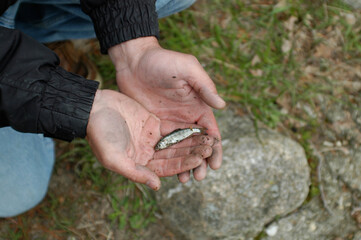 A Chinook salmon fingerling
