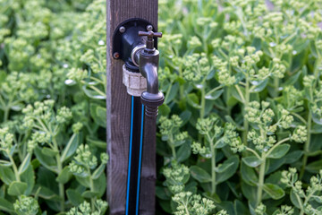 Wasseranschluss im Garten- Wasserhahn mit Schlauch im Blumenbeet