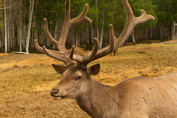 Naklejka na ściany i meble Large white-tailed deer buck