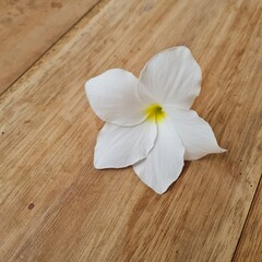 Fototapeta na wymiar Fall White Flowers On The Table