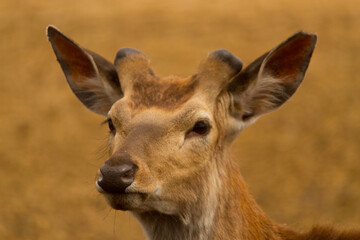 Close up of head of a cute deer.