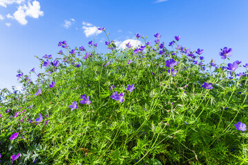 Obraz na płótnie Canvas Purple flowers of geranium pratense bloom in the summer garden