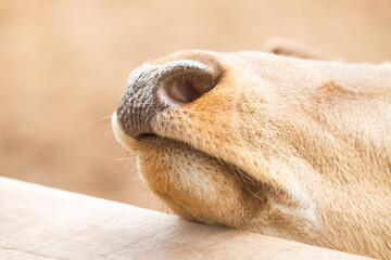 Fototapeta premium Close-up on a funny deer face