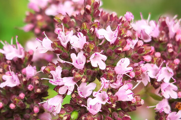 flowering oregano grows on the farm. cultivation of medicinal plants concept