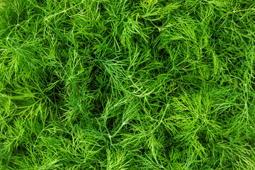 Freshly harvested organic dill background texture detail.