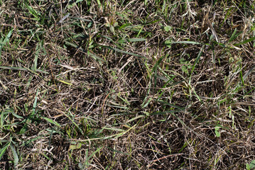 texture of a carpet