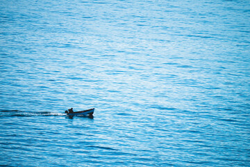Naklejka premium dolphin in the sea