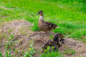 a mother duck with her ducklings in the  great outdoors by a stream