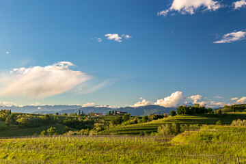 Spring sunset in the vineyards of Rosazzo