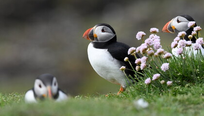 Puffins in sea thrift, Lunga, Treshnish Isles, Isle of Mull
