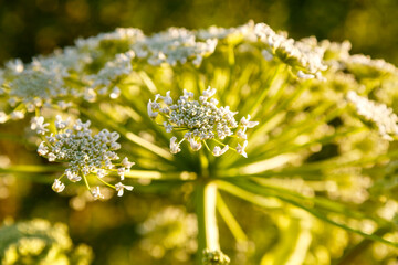 Hogweed poisonous plant flowering weed growing in an abandoned field.