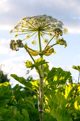 Hogweed is a poisonous weed that grows on the outskirts of the field and captures the territory.