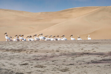 A flock of pelicans standing in a row in front of a huge sand dune of Sandwich Harbour, Namibia. Beautiful abstract nature scene. 