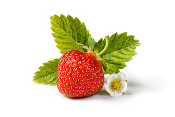 Strawberry with leaf and flower isolated on white background. Strawberry isolated.