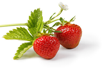 Branch of Strawberries with leaf and flower isolated on white background. Strawberry isolated. Two berry.