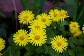 Beautiful blooming Doronicum – bright yellow flowers growing in the garden