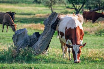 A cow grazing on the meadow with green grass. Farm cattle on pasture