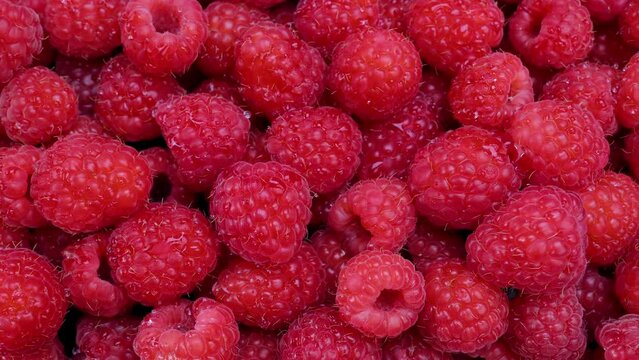 Fresh raspberries summer juicy fruits for a healthy diet. Organic raspberries for a healthy food and life concept. Dolly shot 4k background