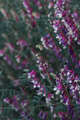 bright mouse pea flowers and green leaves