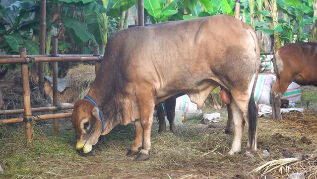 Cows eating grass at the animal market before being sacrificed on Eid al-Adha