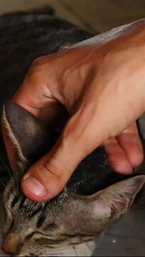 Close up of a cat getting a gentle head rub and massage from it's owner