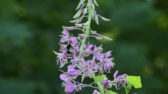 Different Bumblebees flying and visiting Willowherb flowers on a summer day in Estonia	