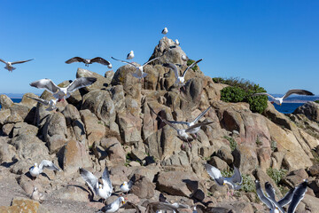 Seagulls on the rock