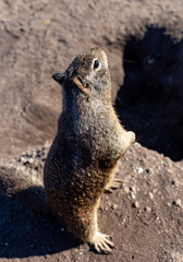 Ground squirrel close up