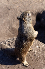 Ground squirrel close up