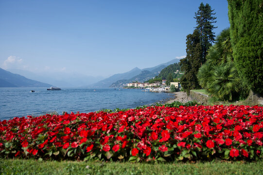 lake como lario italy view red flowers in front 