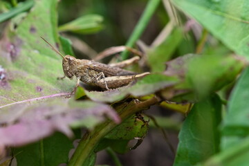 bow-winged grasshopper (Chorthippus biguttulus) in the garden